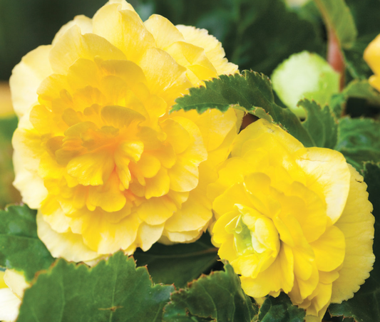 Double Begonia Yellow 1 Bulb