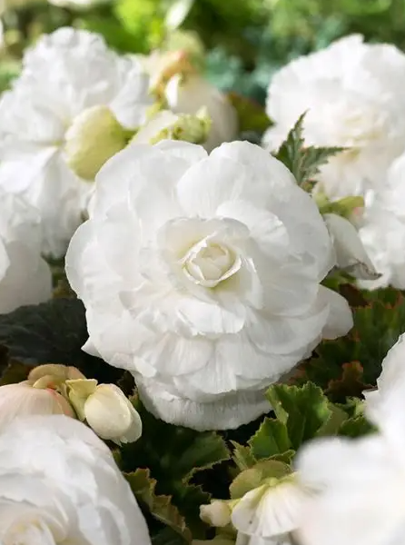 Double Begonia White 1 Bulb