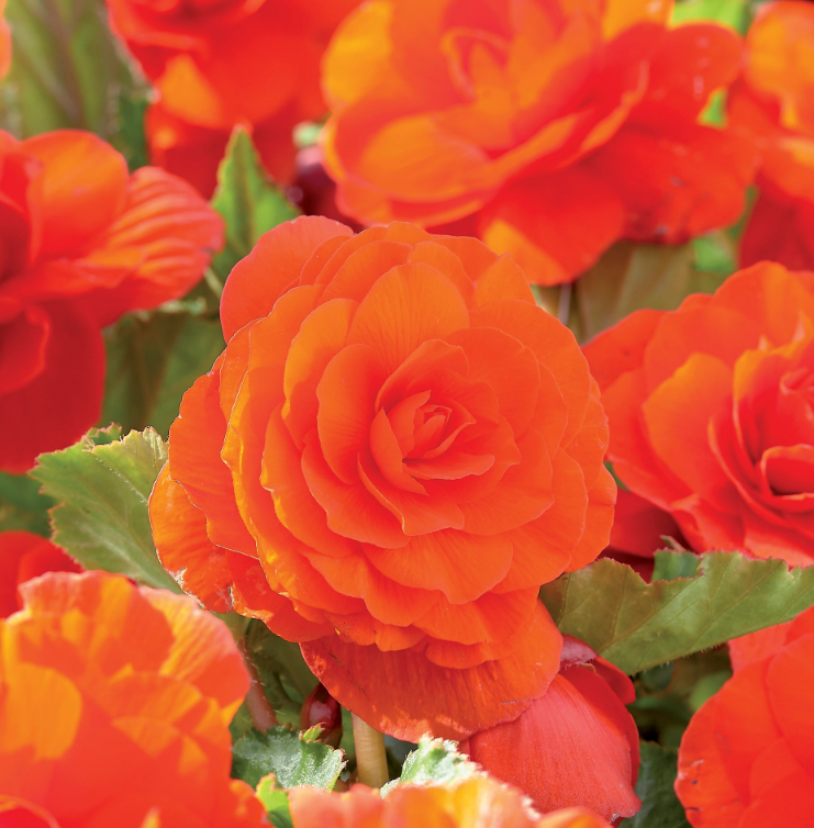 Begonia Double Orange 1 Bulb