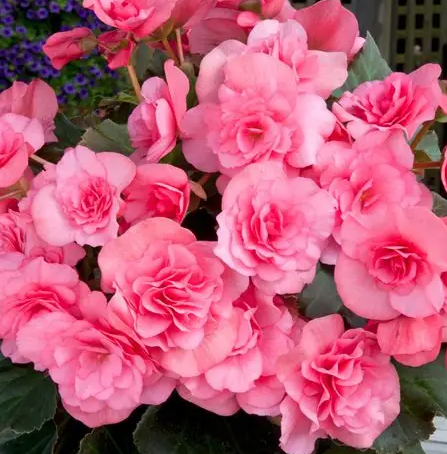 Begonia Double Pink 1 Bulb
