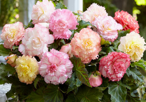 Begonia Full Samba Mix 1 Bulb