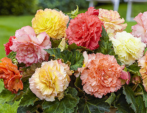 Begonia Full Samba Mix 1 Bulb
