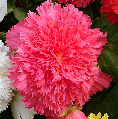 Begonia fimbriata Pink 1 Bulb