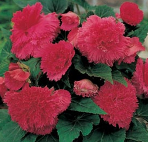 Begonia fimbriata Pink 1 Bulb