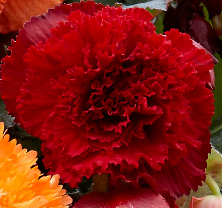 Begonia fimbriata Red 1 Bulb