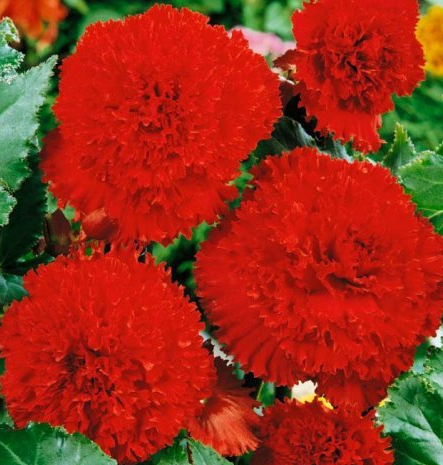 Begonia fimbriata Red 1 Bulb