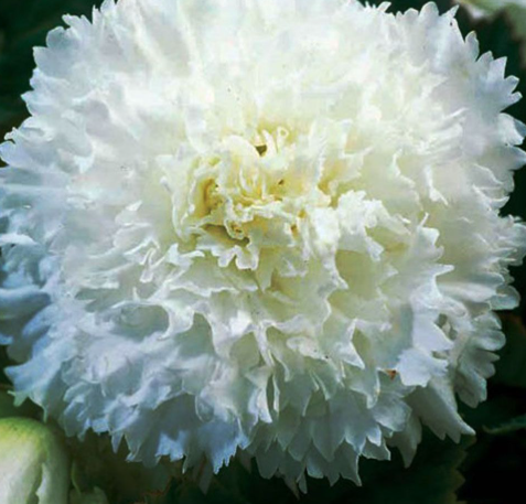 Begonia fimbriata White 1 Bulb
