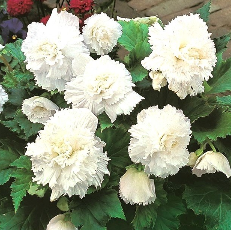 Begonia fimbriata White 1 Bulb