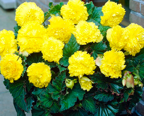 Begonia fimbriata Yellow 1 Bulb