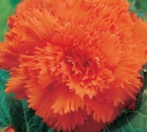 Begonia fimbriata Orange 1 Bulb