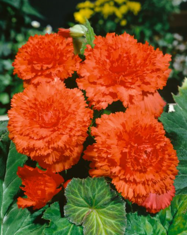 Begonia fimbriata Orange 1 Bulb