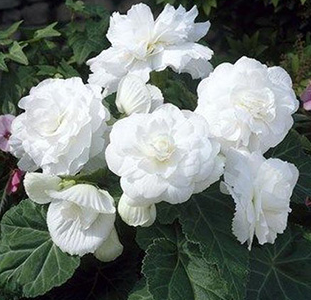 Begonia Non-Stop White 1 Bulb