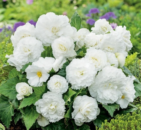 Begonia Non-Stop White 1 Bulb