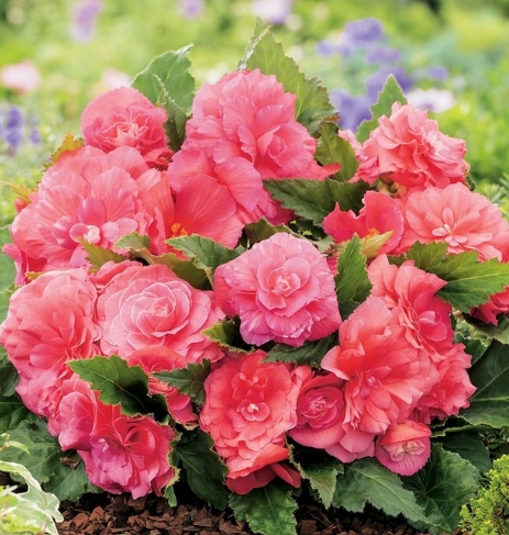 Begonia Non-Stop Pink 1 Bulb