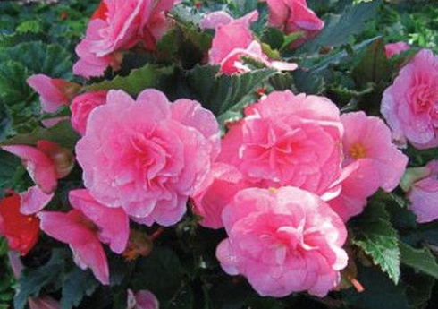 Begonia Non-Stop Pink 1 Bulb