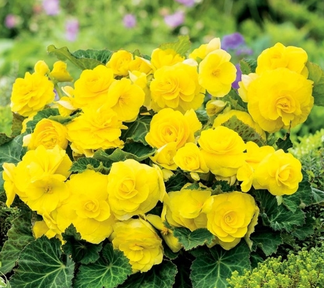 Begonia Non-Stop Yellow 1 Bulb