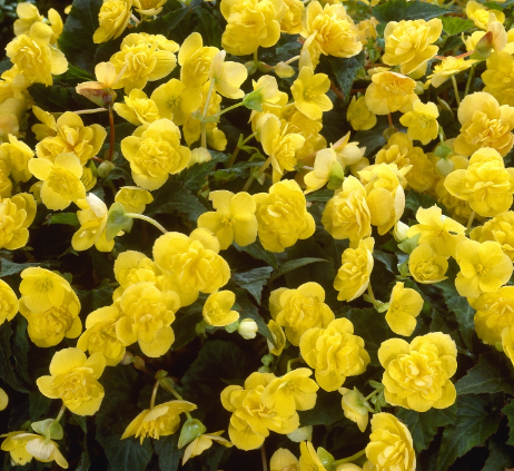 Begonia Non-Stop Yellow 1 Bulb