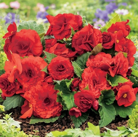 Begonia Non-Stop Red 1 Bulb
