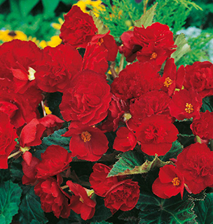 Begonia Non-Stop Red 1 Bulb