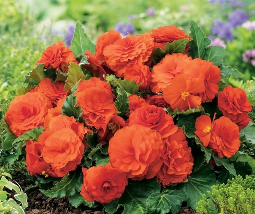 Begonia Non-Stop Orange 1 Bulb