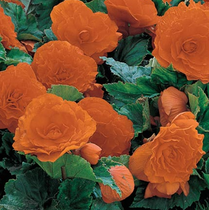 Begonia Non-Stop Orange 1 Bulb