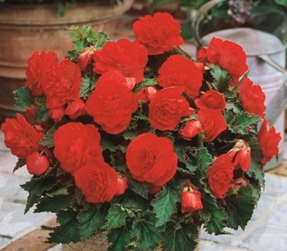 Begonia Non-Stop Scarlet 1 Bulb