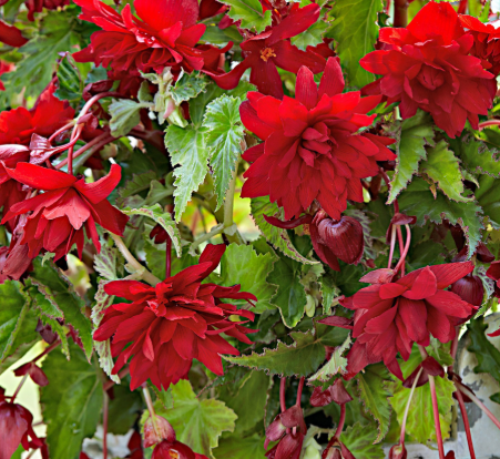 Begonia Non-Stop Scarlet 1 Bulb