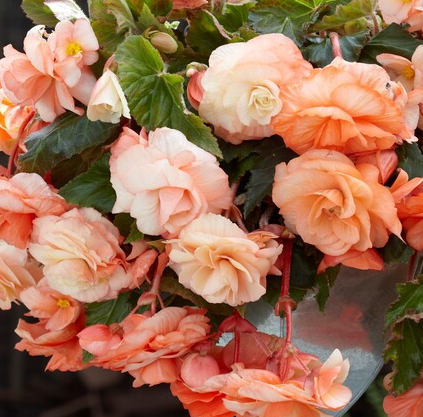 Begonia Non-Stop Apricot 1 Bulb