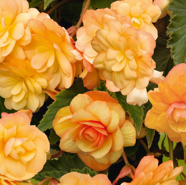 Begonia Non-Stop Apricot 1 Bulb
