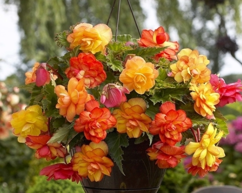 Hanging Begonia Full Fragrant Golden 1 Bulb