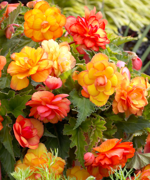 Hanging Begonia Full Fragrant Golden 1 Bulb