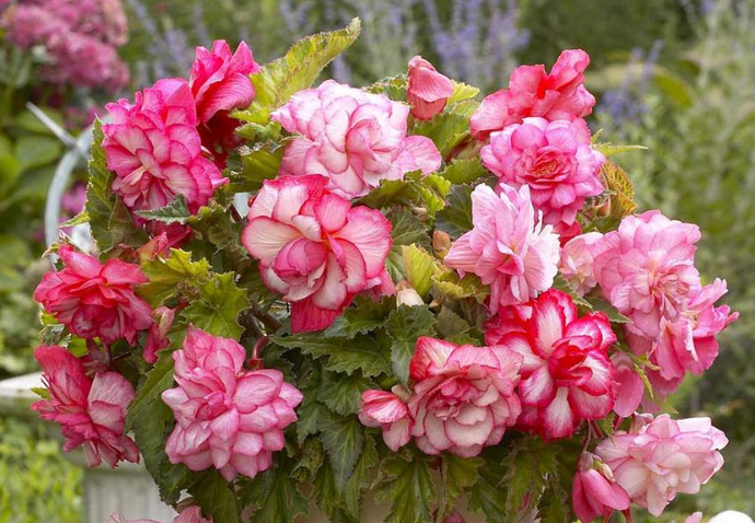 Begonia Hanging Full Fragrant Pink 1 Bulb