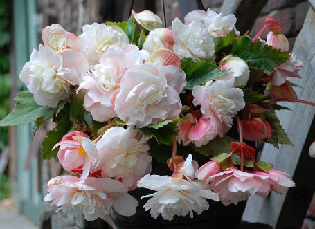 Begonia Hanging Full Fragrant Odorata Angelique 1 Bulb