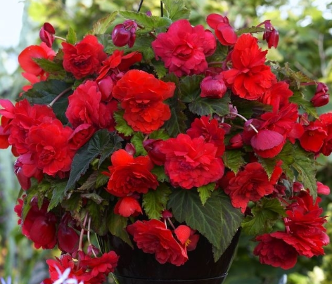 Begonia Hanging Full Scented Odorata Red Glory 1 Bulb