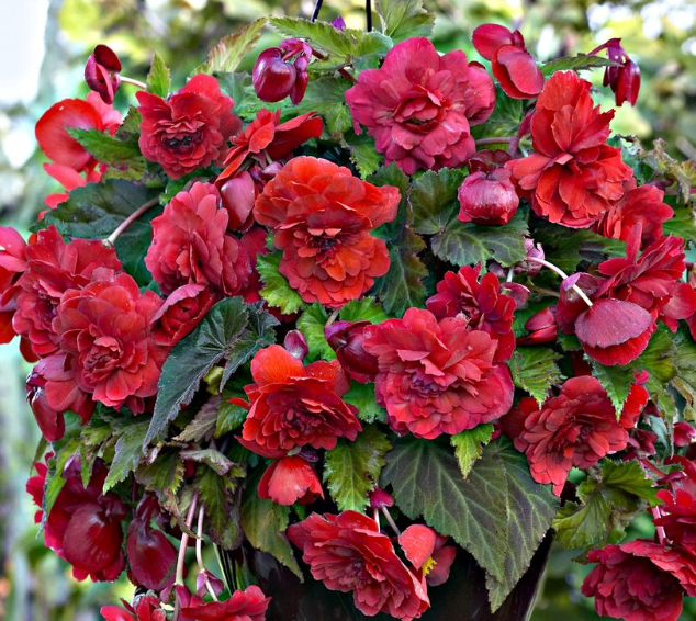 Begonia Hanging Full Scented Odorata Red Glory 1 Bulb
