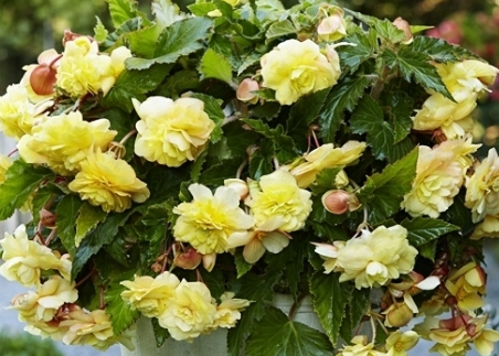 Begonia Hanging Full Scented Odorata Sunny Dream 1 Bulb