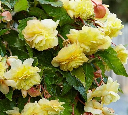 Begonia Hanging Full Scented Odorata Sunny Dream 1 Bulb