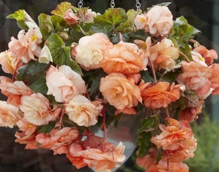 Begonia Odorata Splendide Apricot 1 Bulb