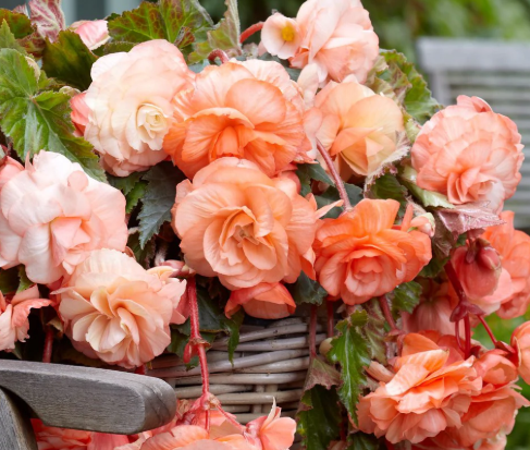 Begonia Odorata Splendide Apricot 1 Bulb