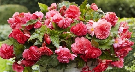 Begonia Odorata Pink Delight 1 Bulb