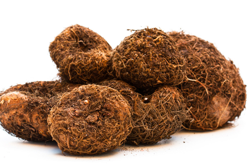 Begonia boliviensis Starshine Bronze Red 1 Bulb