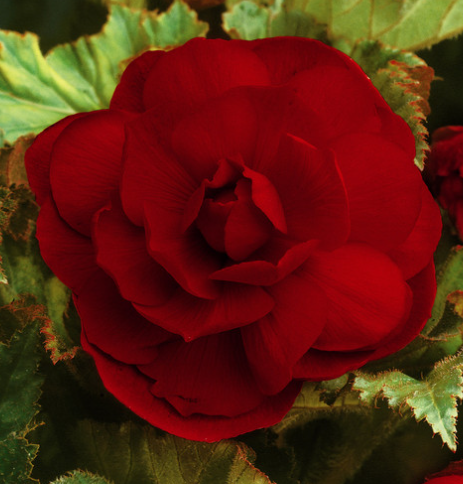 Begonia Double Crimson 1 Bulb