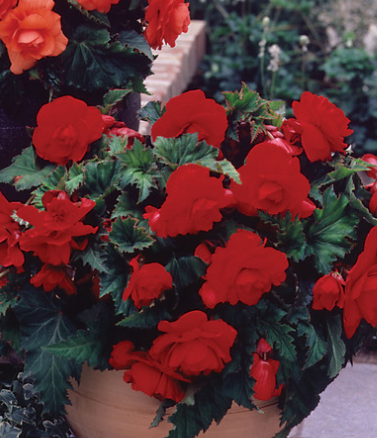 Begonia Double Crimson 1 Bulb