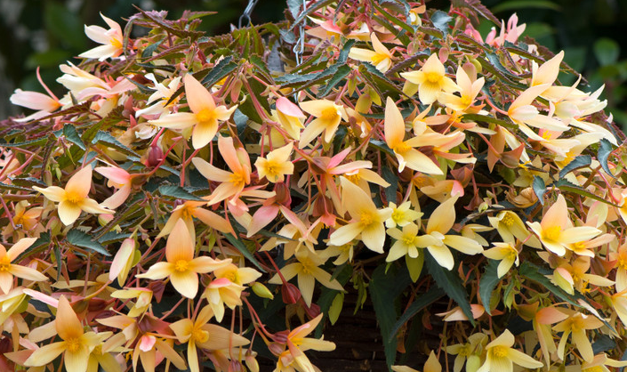 Begonia boliviensis Starshine Yellow 1 Bulb