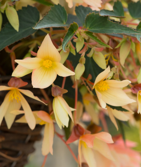Begonia boliviensis Starshine Yellow 1 Bulb