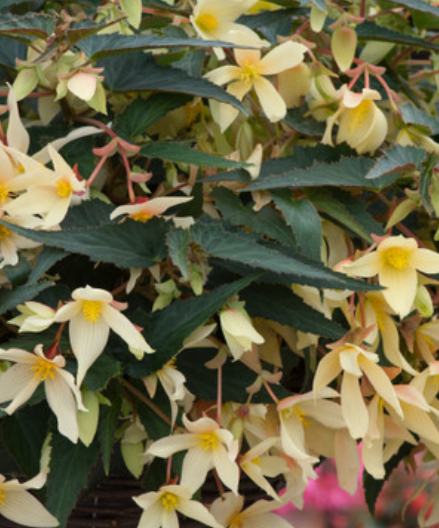 Begonia boliviensis Starshine Yellow 1 Bulb