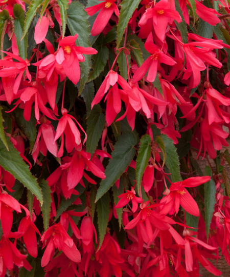 Begonia boliviensis Starshine Pink 1 Bulb