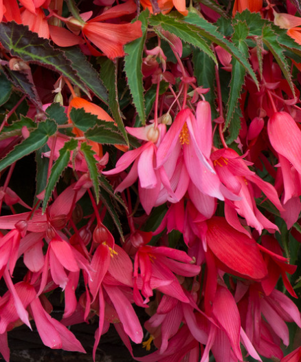 Begonia boliviensis Starshine Pink 1 Bulb