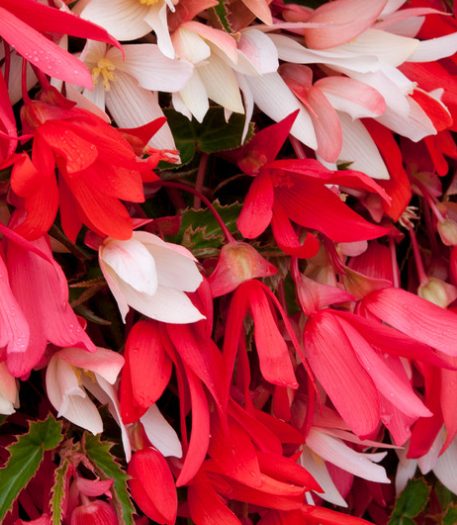 Begonia boliviensis Starshine Pink 1 Bulb