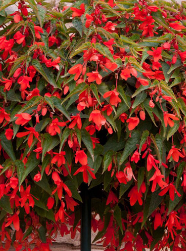 Begonia boliviensis Starshine Orange 1 Bulb